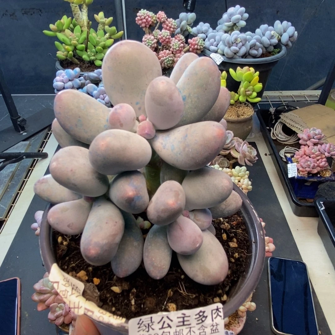 921米可奶多肉9c m