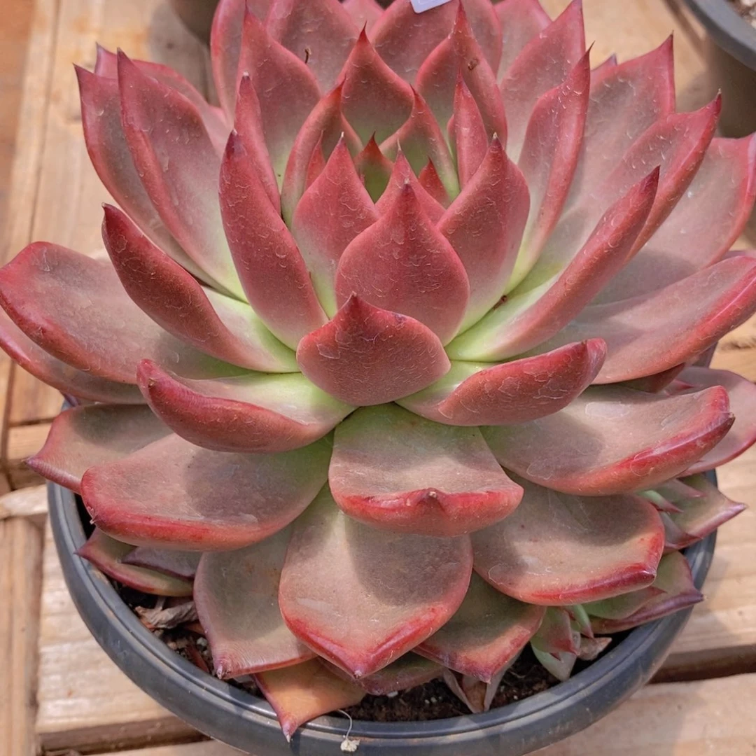 王***九东云樱桃女王8