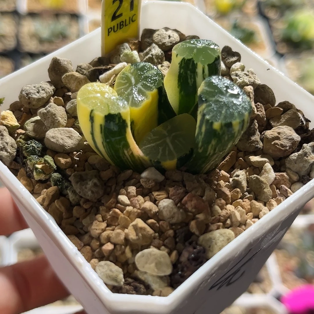 21白妙万象锦福利福利福利