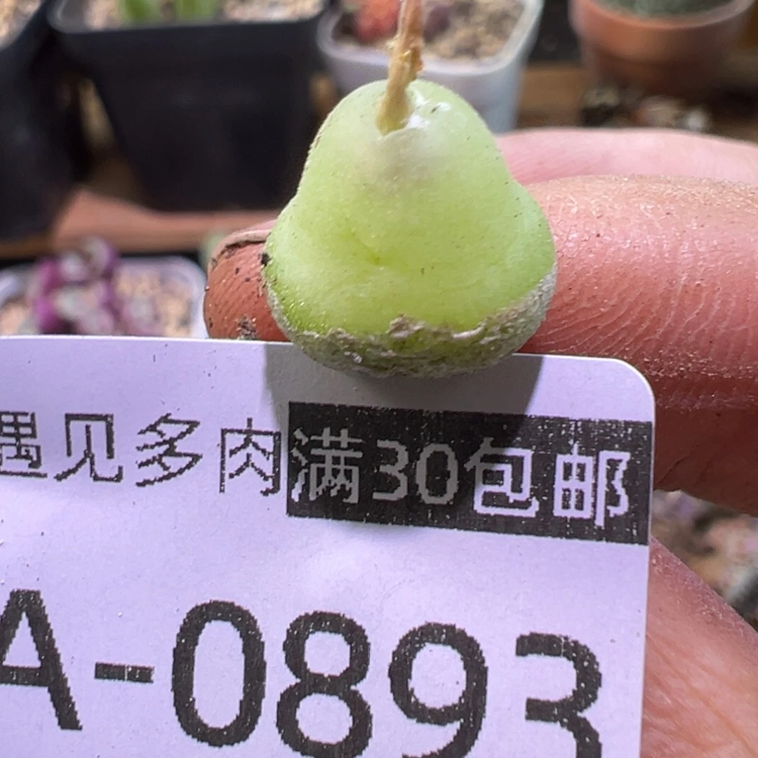 多肉植物111111111111111