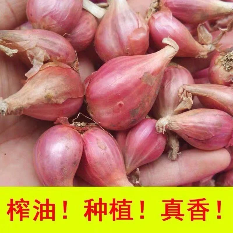 正宗红葱头四川香葱头四季种植盆栽自家种火葱铁葱小香葱头红头葱