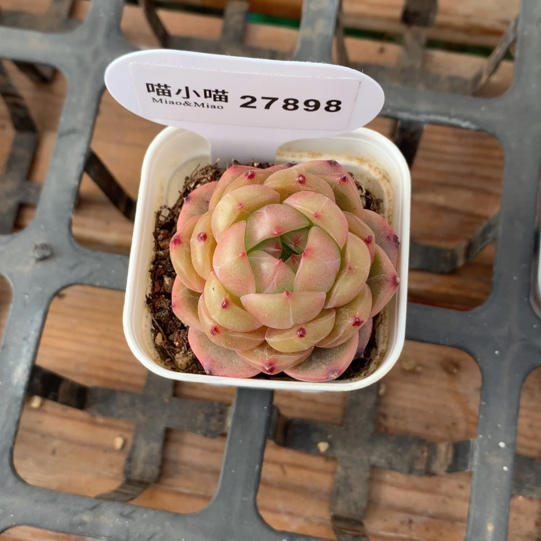 b****e多肉植物东云珍妮