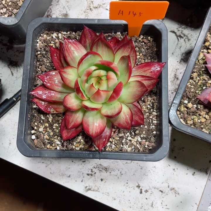 小****惊鸿仙子多肉植物A145