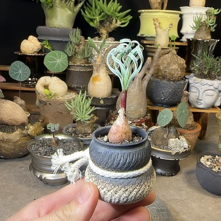 一物一拍老家弹簧草gl