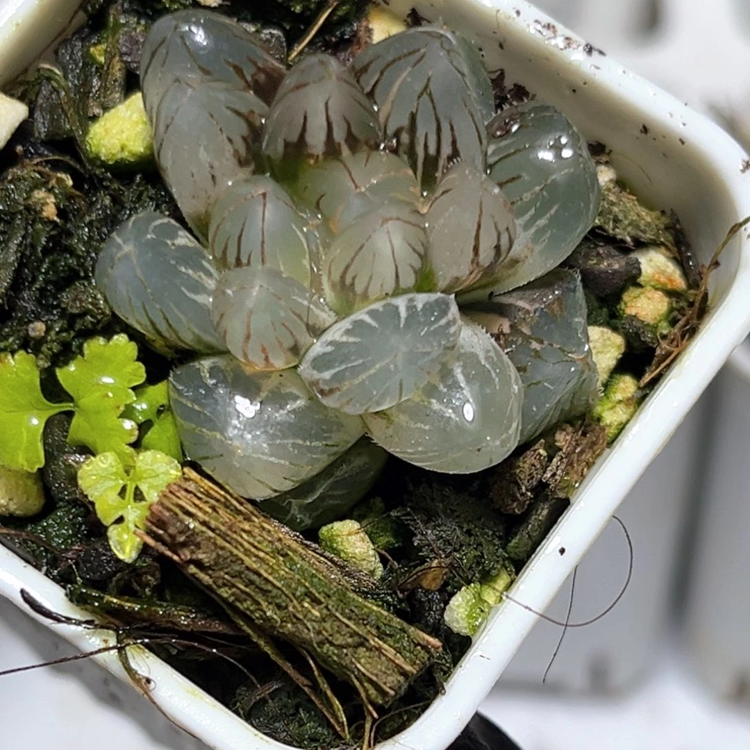 恭喜发财大吉大利0947