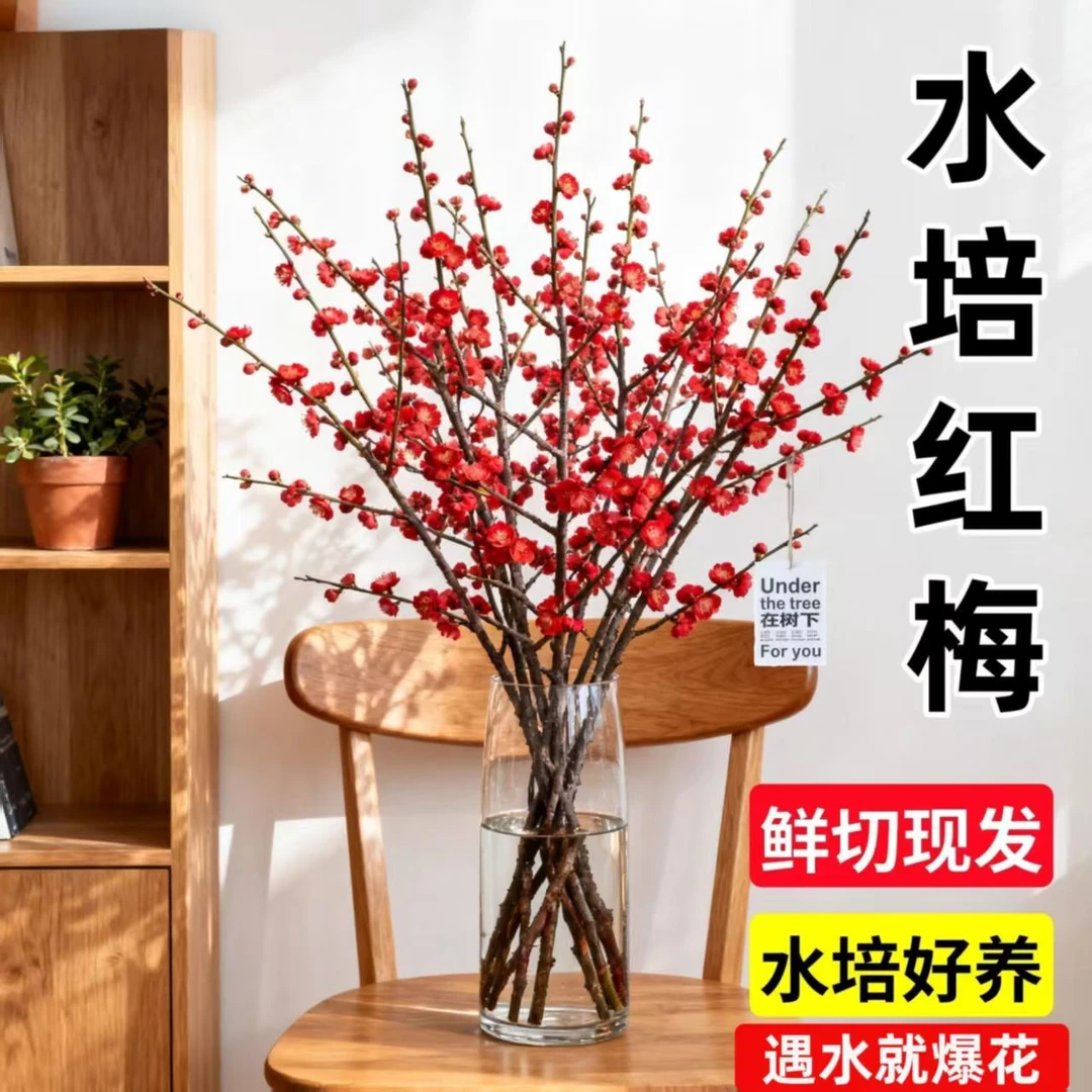 【带花芽】鲜枝浓香型水培红梅花桃枝室内耐寒花卉绿植遇水开花