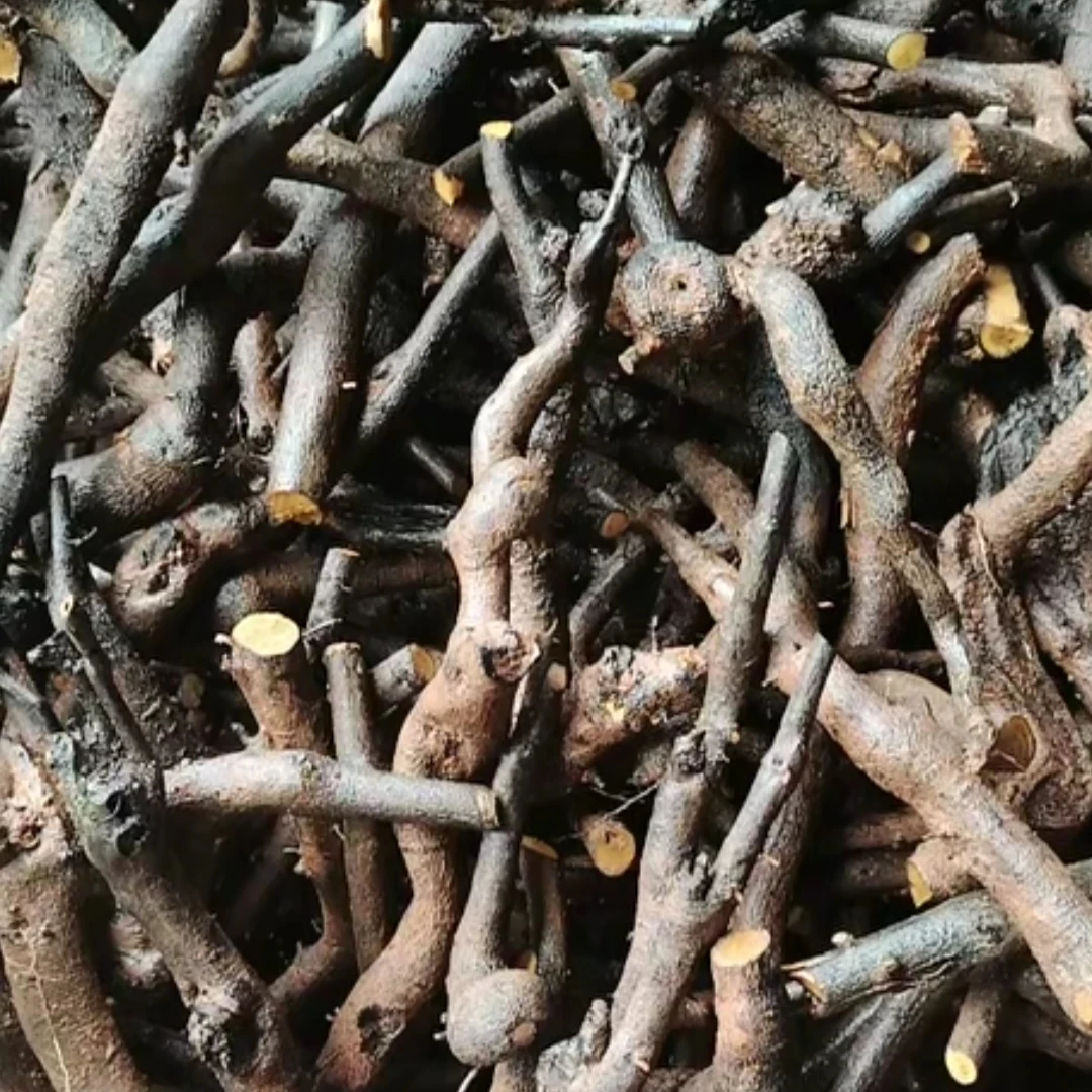 金弹子盆景练手素材小品灌木生桩现挖现发