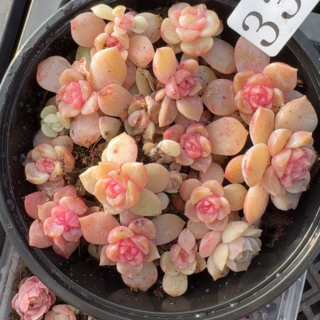 多肉植物多肉植物330