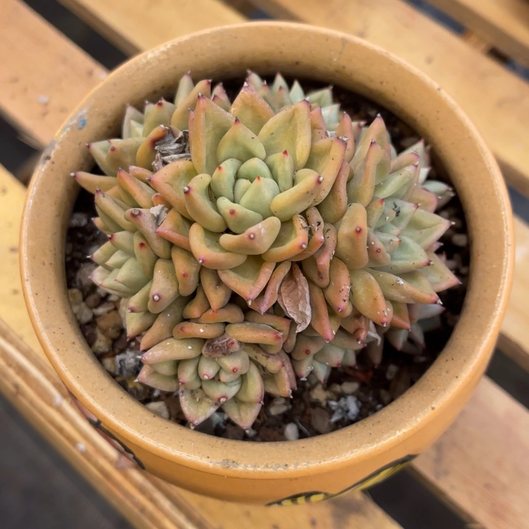 帅*7373373868686853