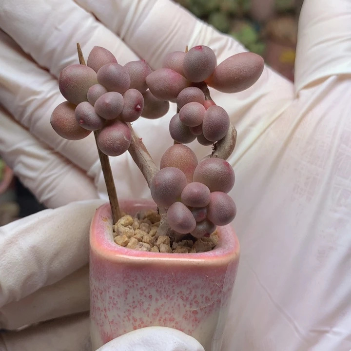 仙子奶酪 6头 造型漂亮