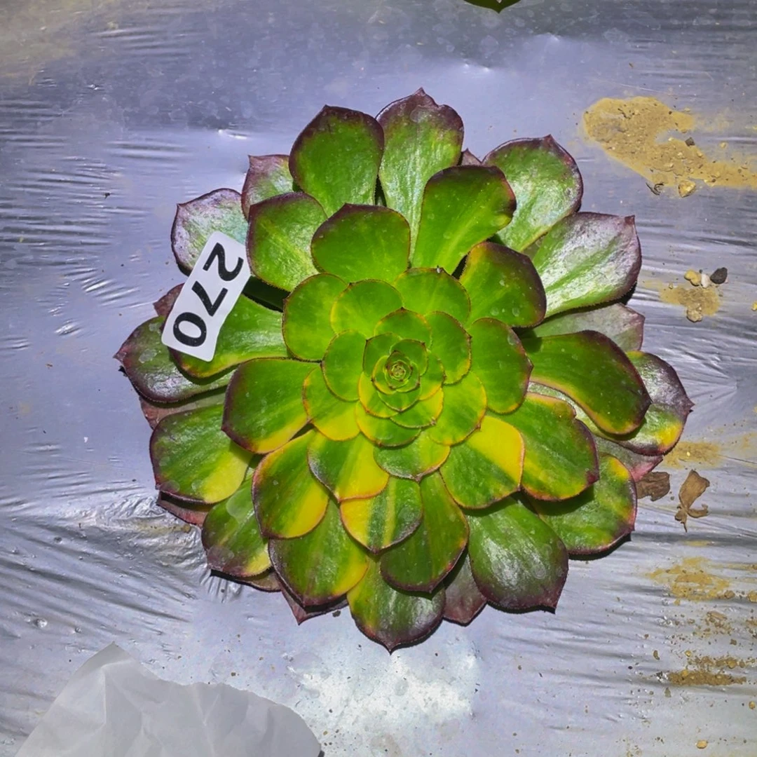 万圣节七彩多肉植物270