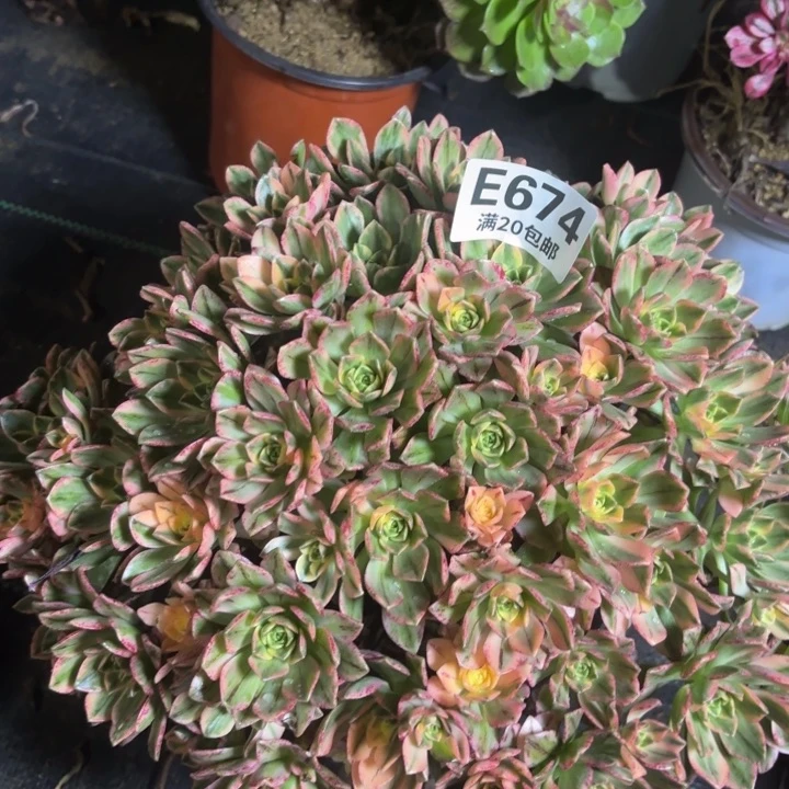 瑞妈一物一拍674