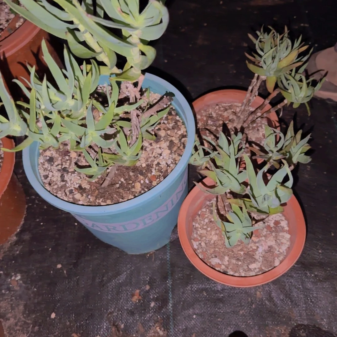 翻***活块根植物块根植物