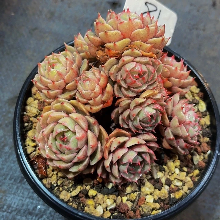 嫣***歌丽娟花卉本吧多头