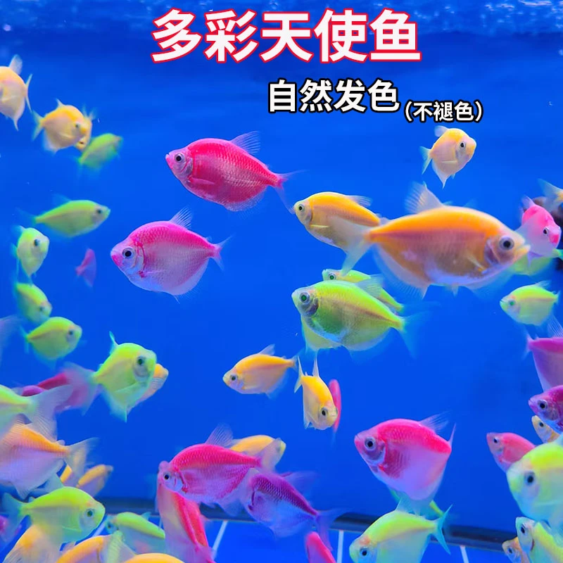 五彩天使鱼观赏鱼天然鱼群小型鱼淡水鱼好养耐活观赏鱼好养耐活