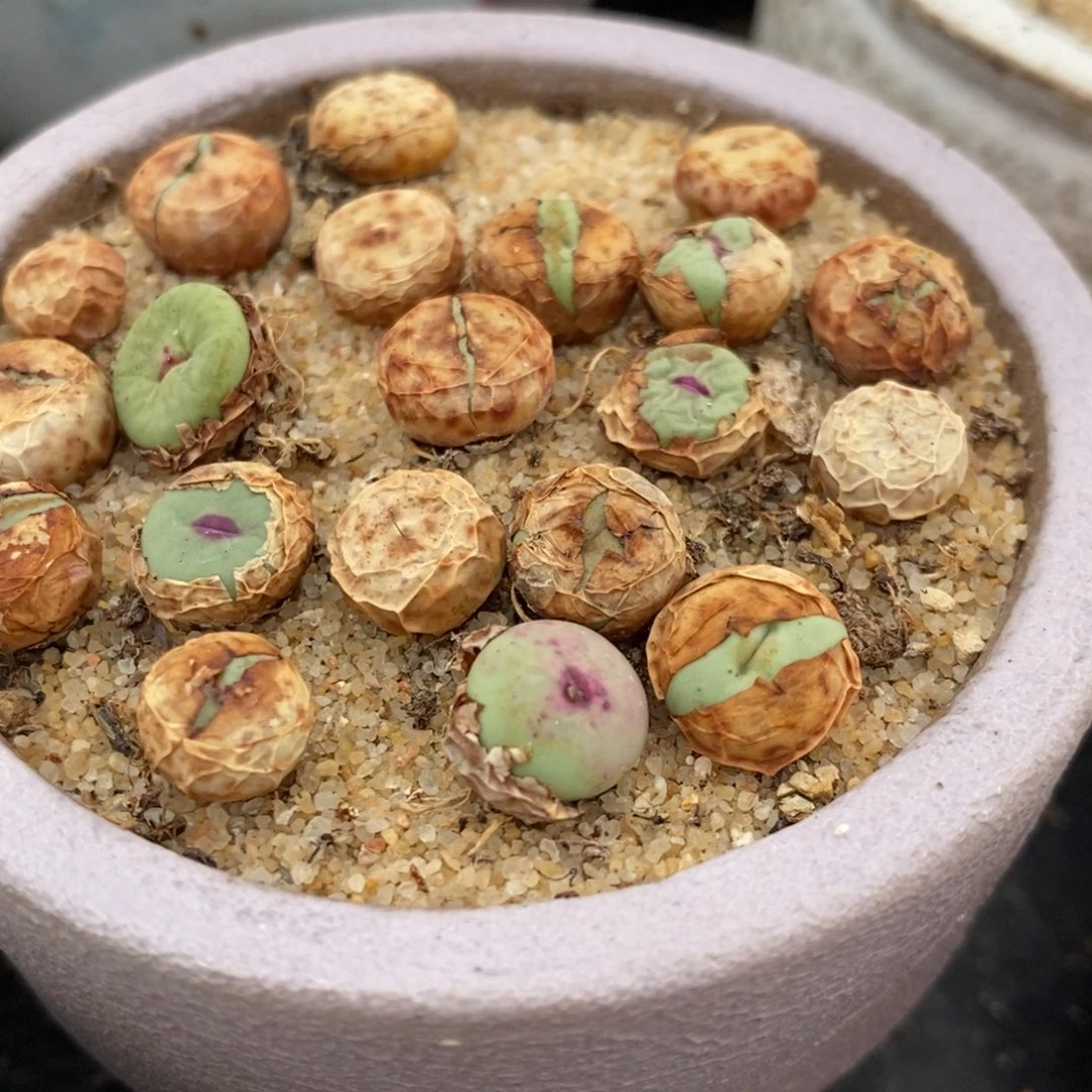 1380B小红嘴2颗一组