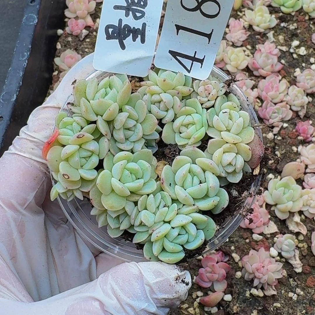 多肉植物多肉植物418量拍