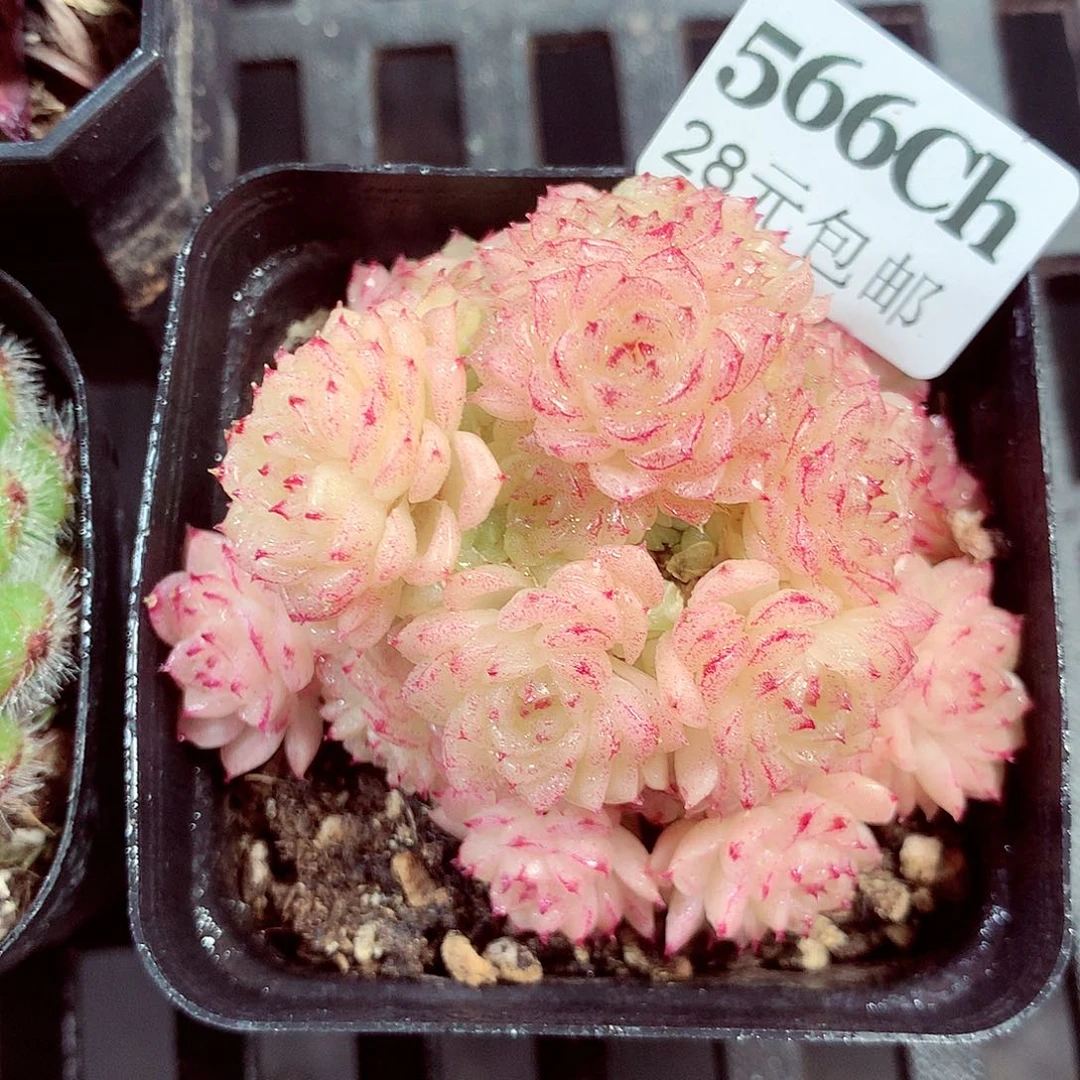 5厘米盆精控多肉566