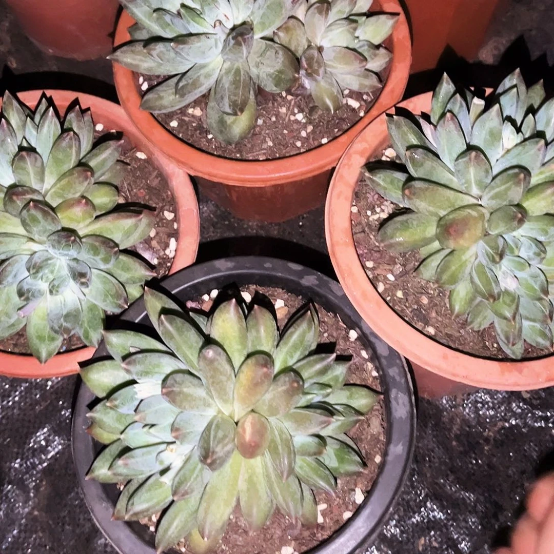 重楼群12.88多肉植物