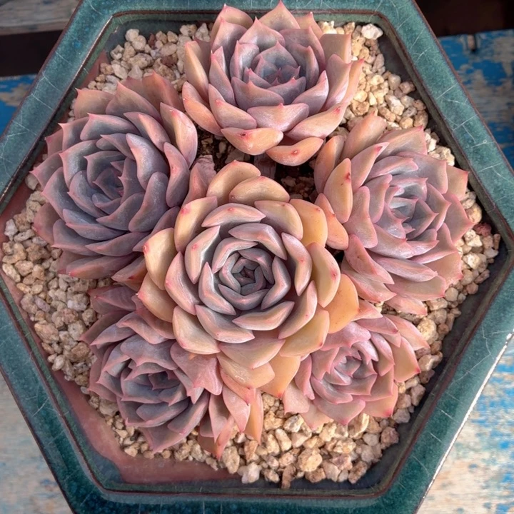 多肉植物 菲奥娜-4