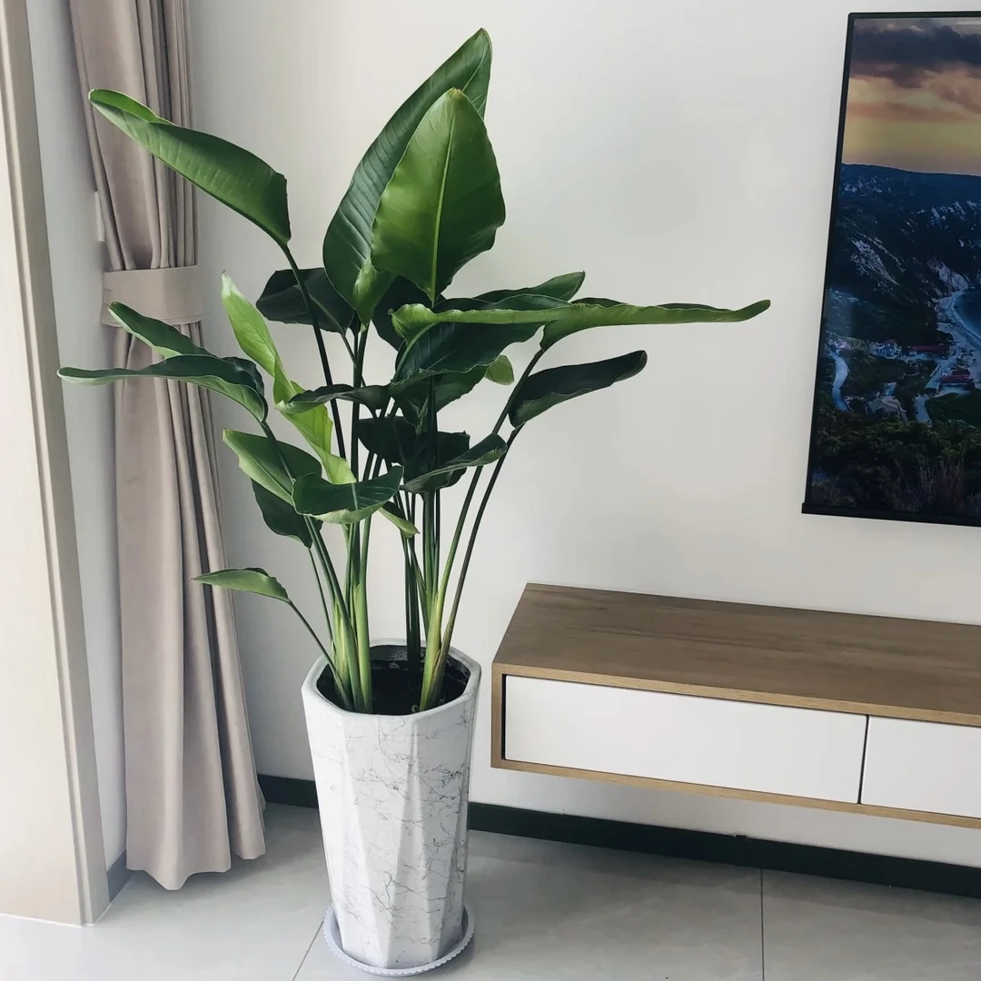 【天堂鸟】电视旁盆栽大型观叶植物落地绿植好养净化空气网红植物