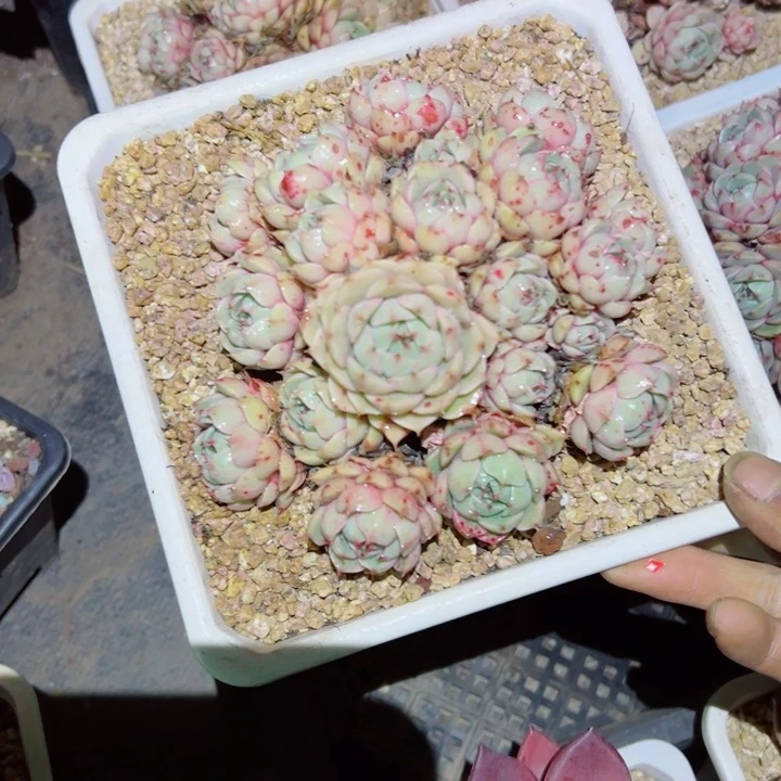 精品多肉植物老桩
