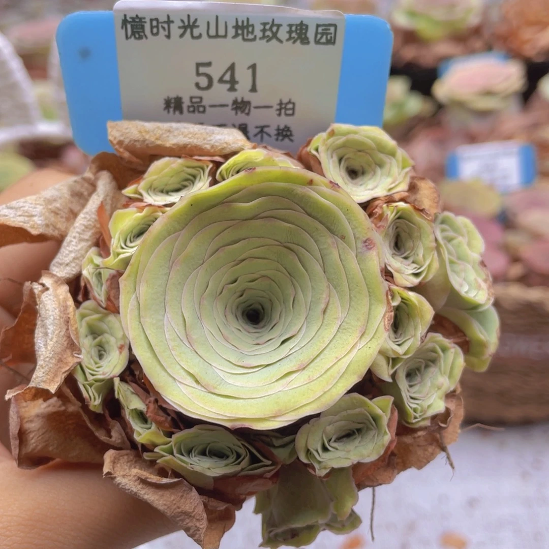 山地玫瑰541断枝不包损不售后
