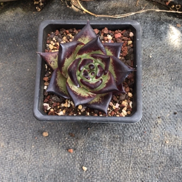 圆宽福利000000000004