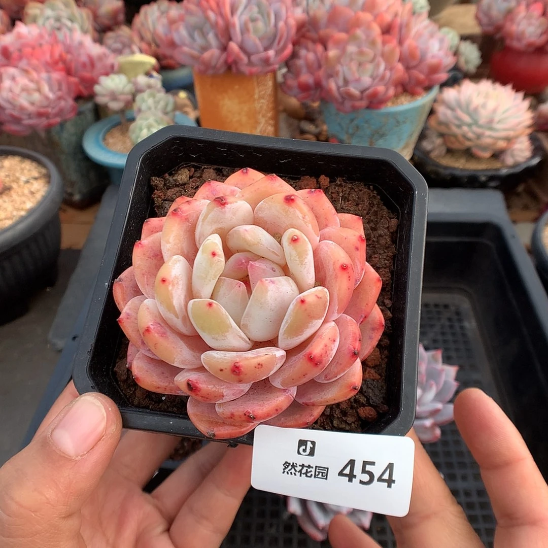 454冰橙多肉植物一物一拍