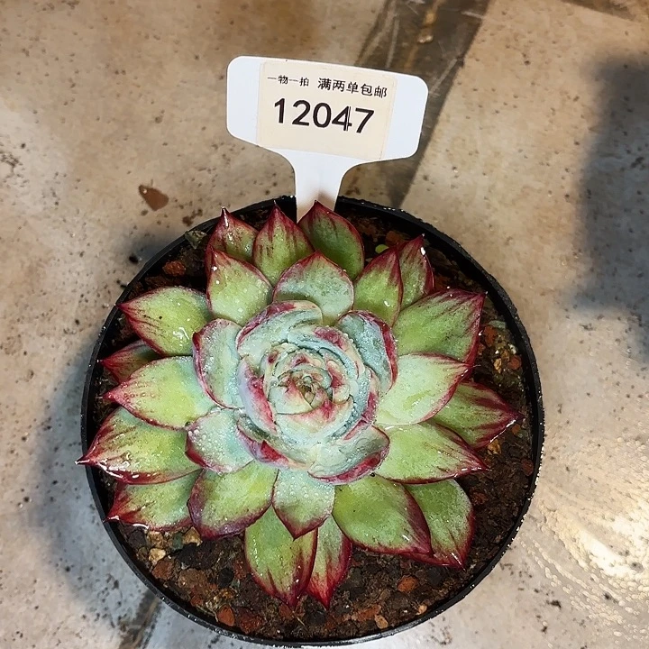 星*惊鸿一物一拍12047