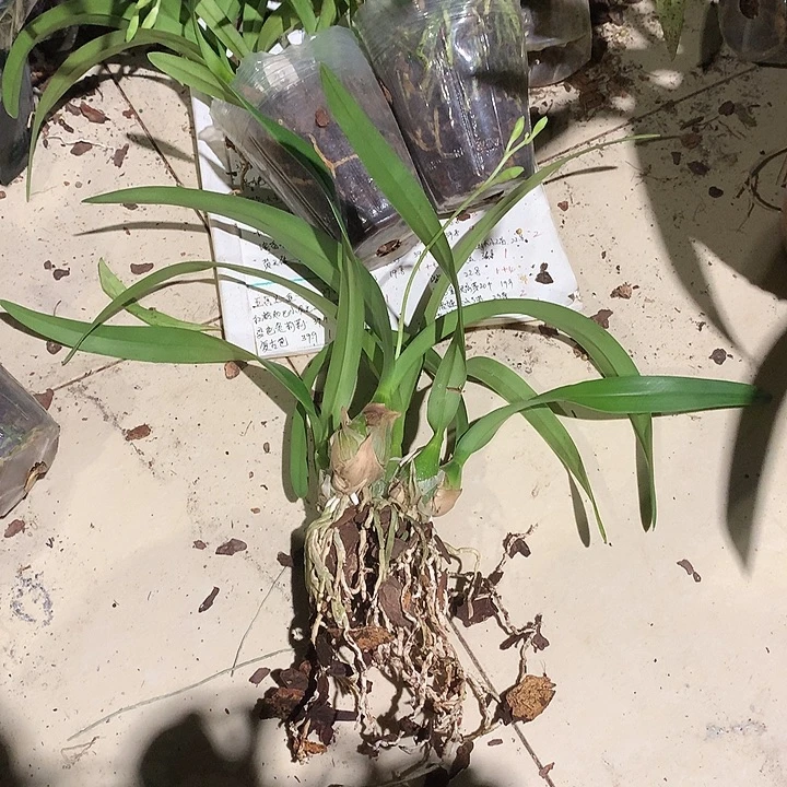 完全开放梦幻精灵大小6苗以上裸根发货花叶不包损
