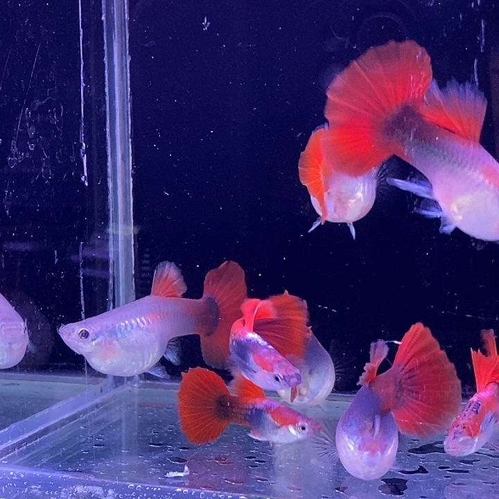 孔雀鱼福利扇子10条包邮