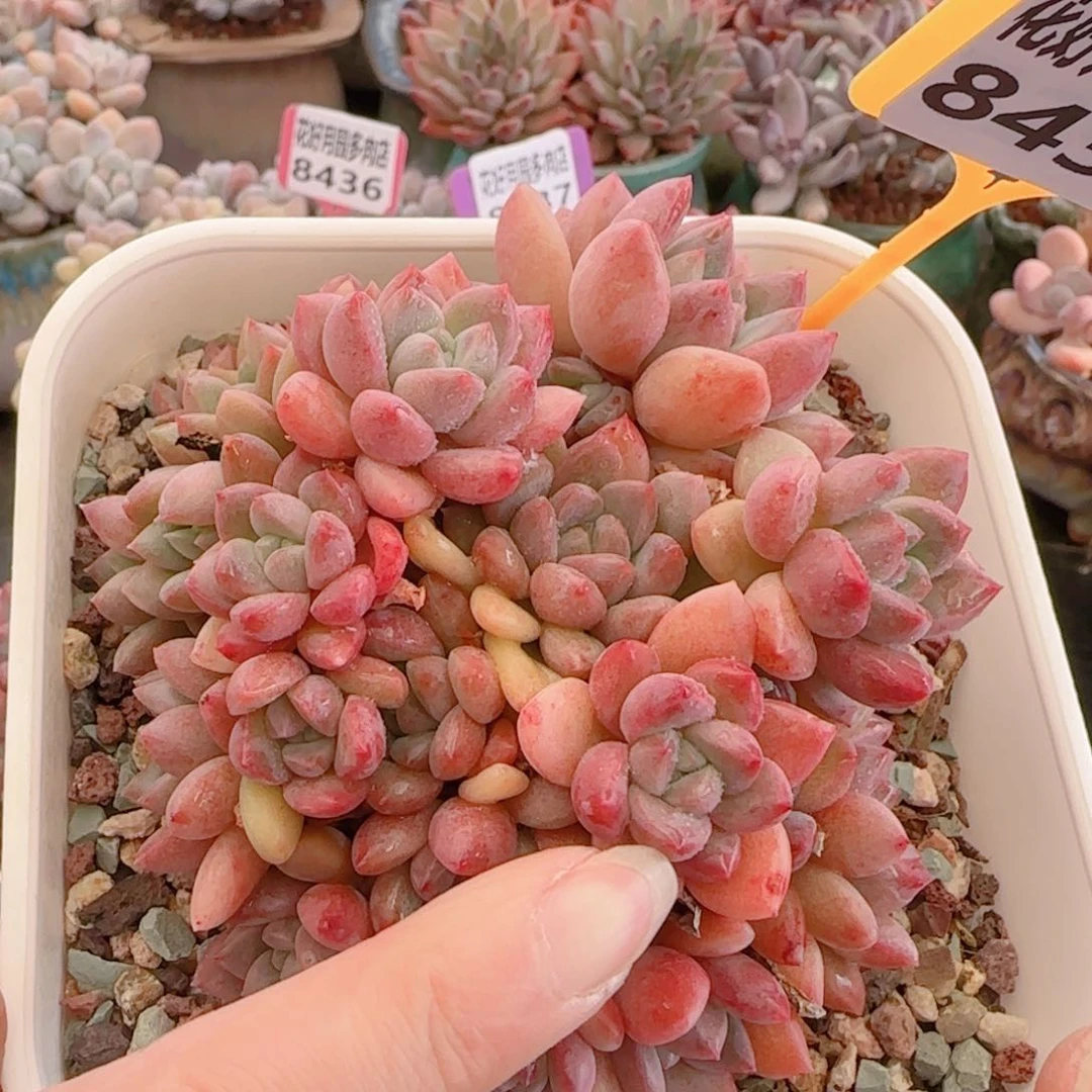 兜**肉多肉植物8438……………..