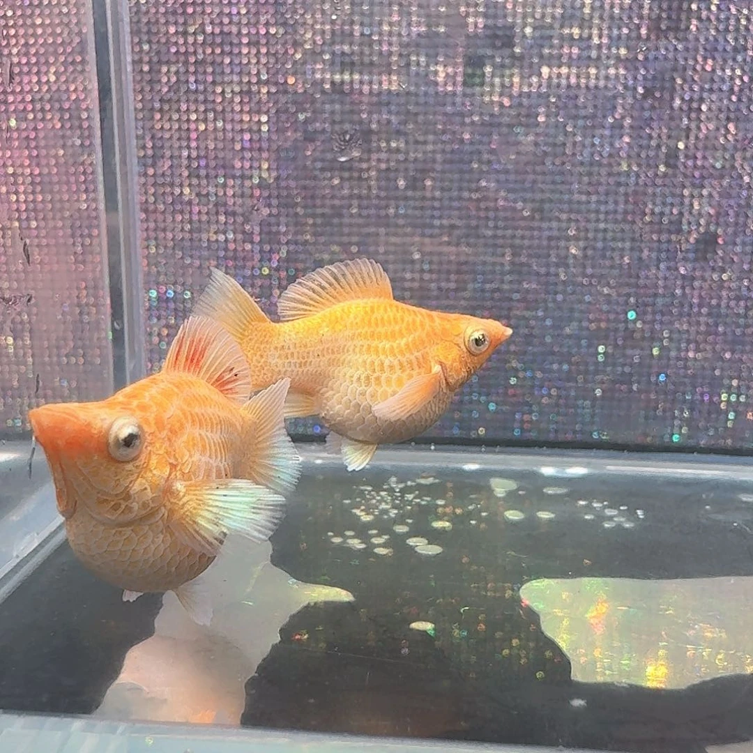 圆尾带钻黄金2母1公