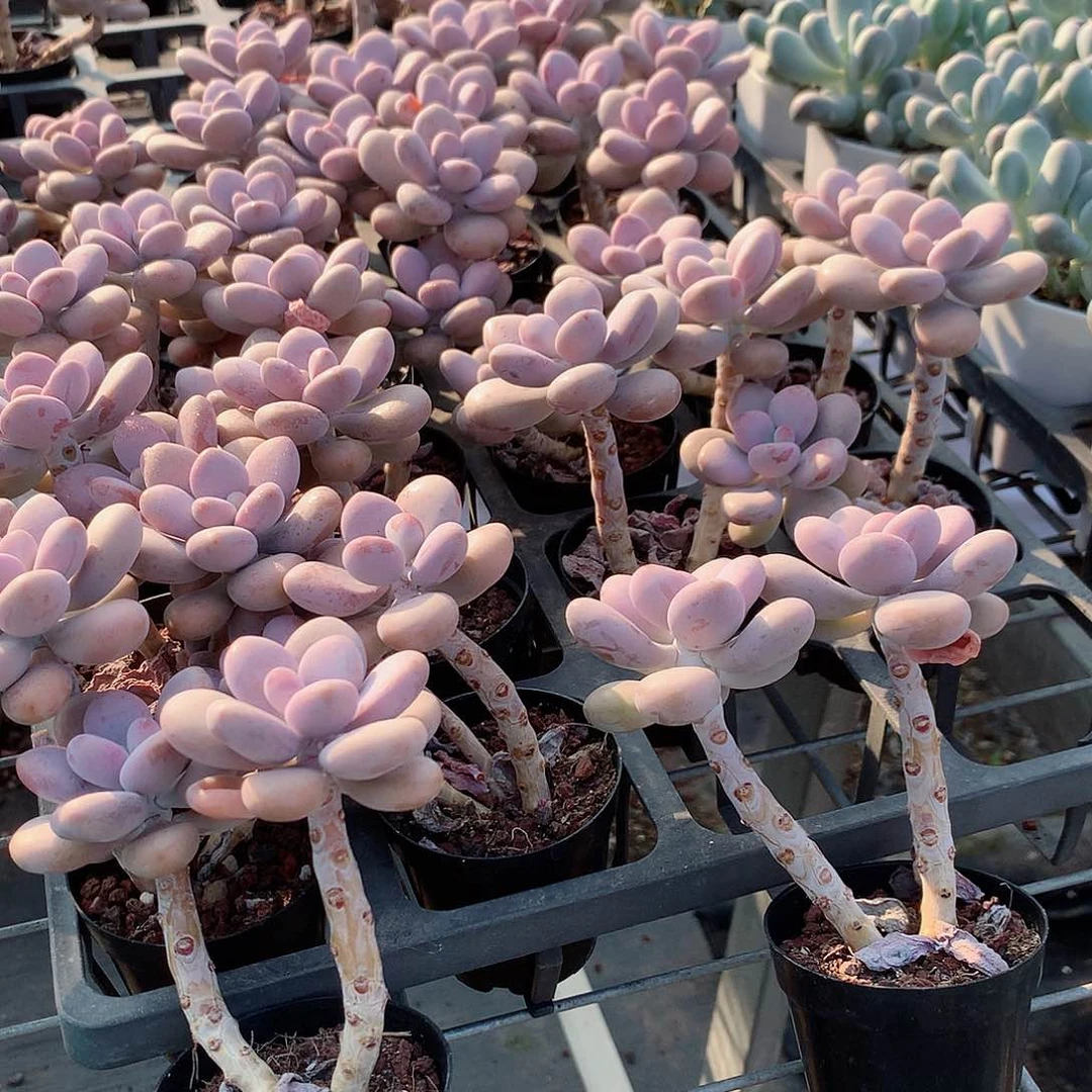 桃蛋2盆58554474444444444