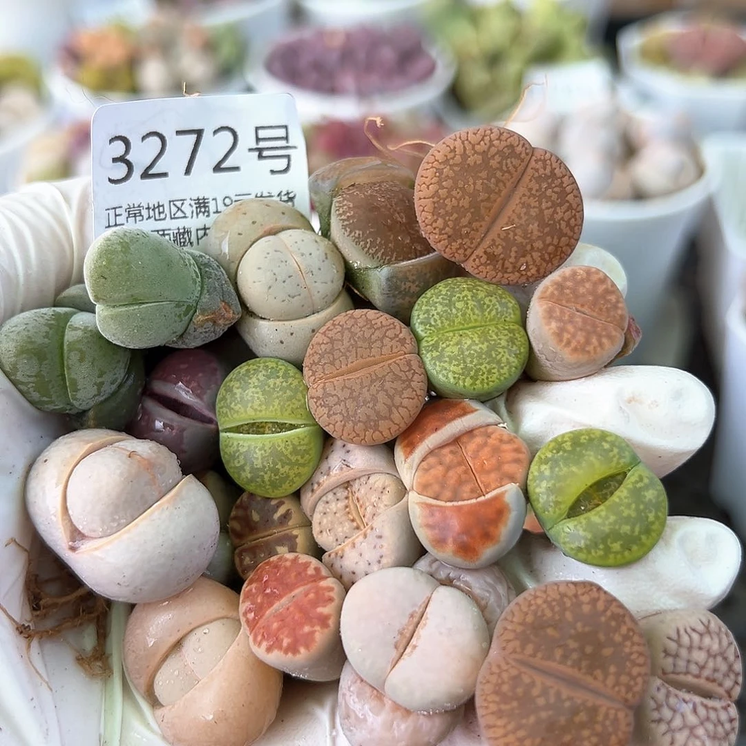 好养易活生石花大母本3272共20颗