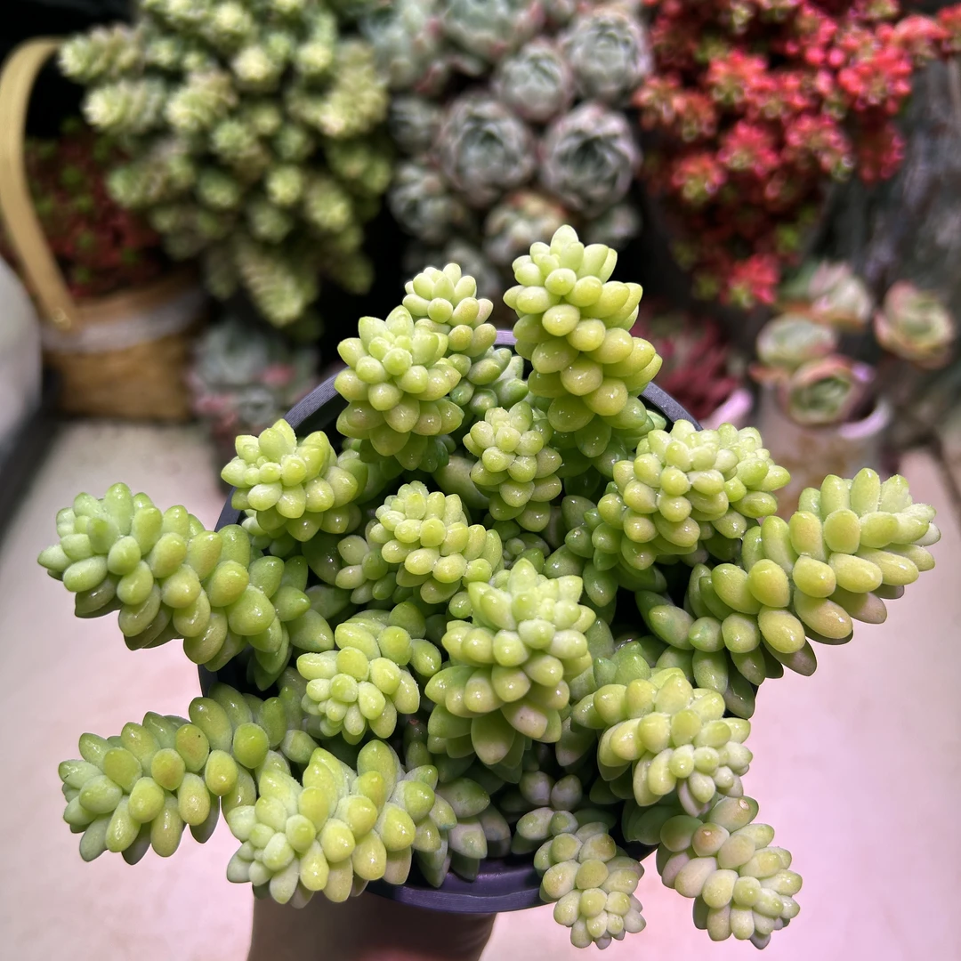 玉坠多肉 新手好养 买二送一 直播间为准