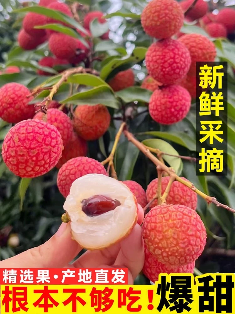 【广东次日达】新鲜现摘白糖罂 荔枝纯甜无酸应季汁多肉厚应季水果