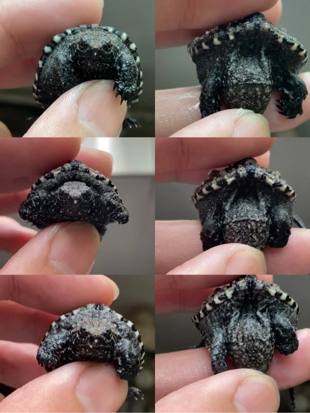 精品龟宠一对一挑选3号