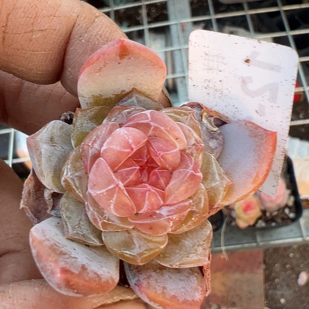 ?*?小卡拉米糖心一物一拍12-167