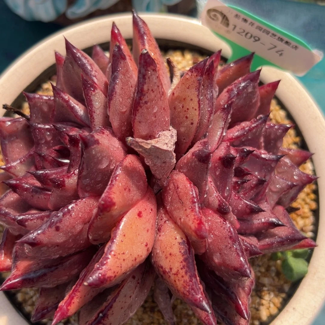 从前慢花园多肉编号1209-74