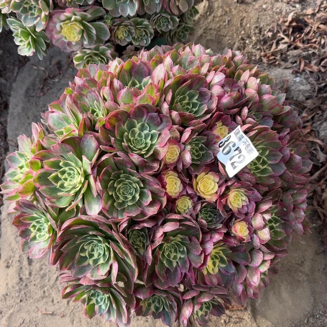 法师海仙3672 17-12