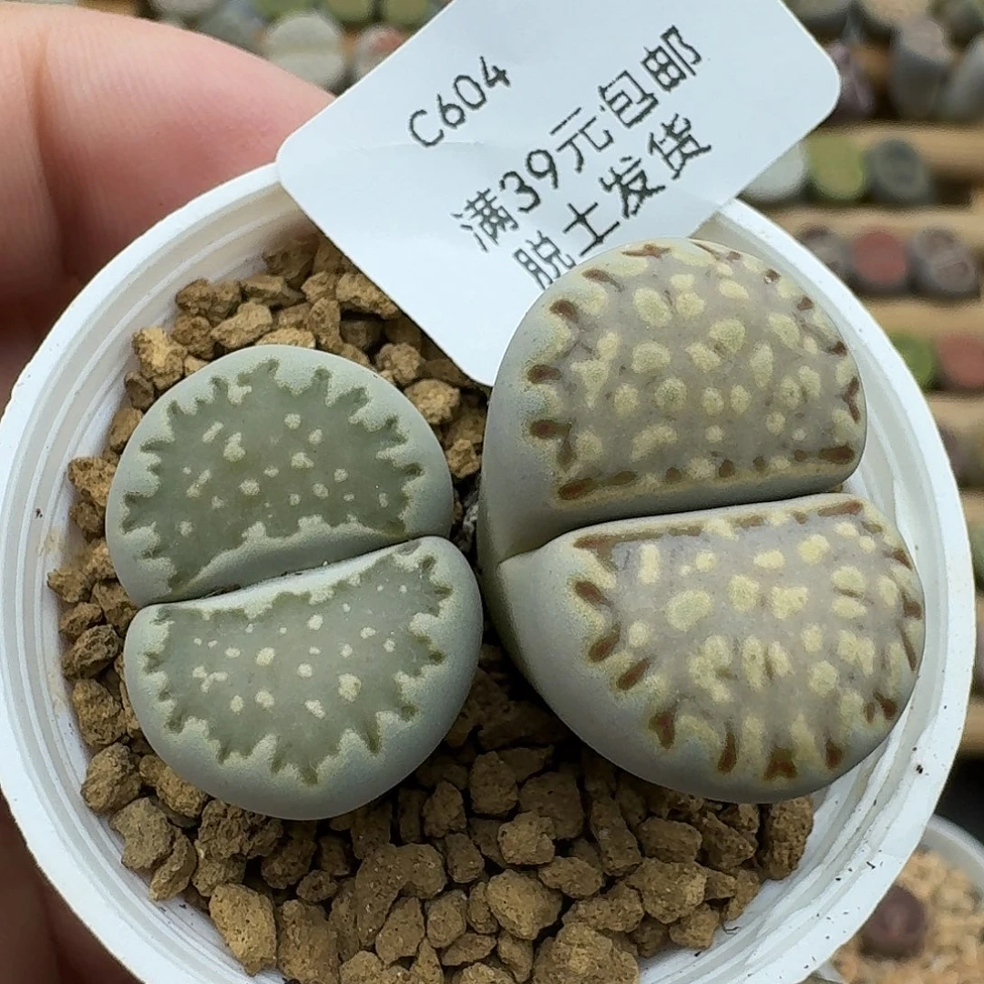 604多肉哈哈哈哈哈哈哈哈哈哈