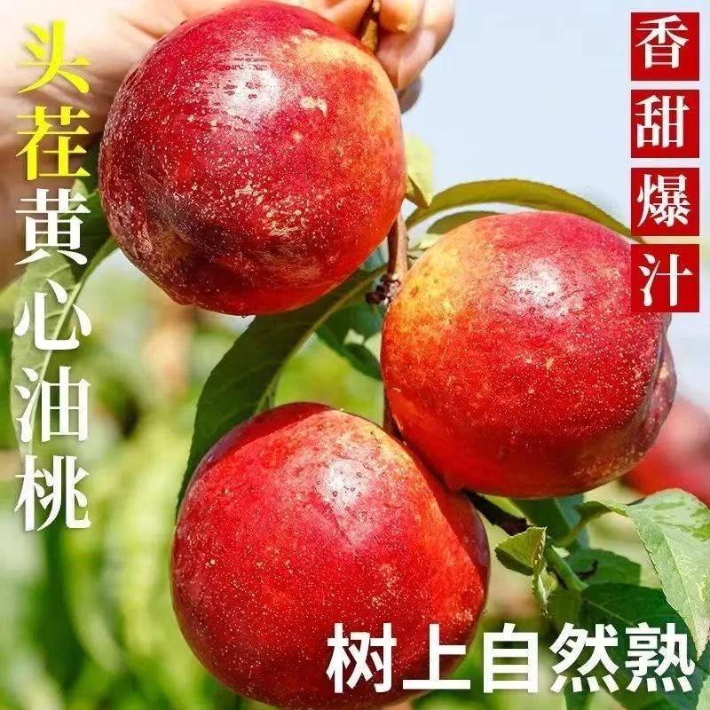【金榜题名】蒙阴头茬黄心蜜桃脆甜爽口桃味足自产自销露天种植