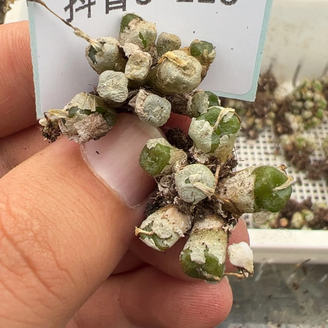 5-116肉锥多肉植物