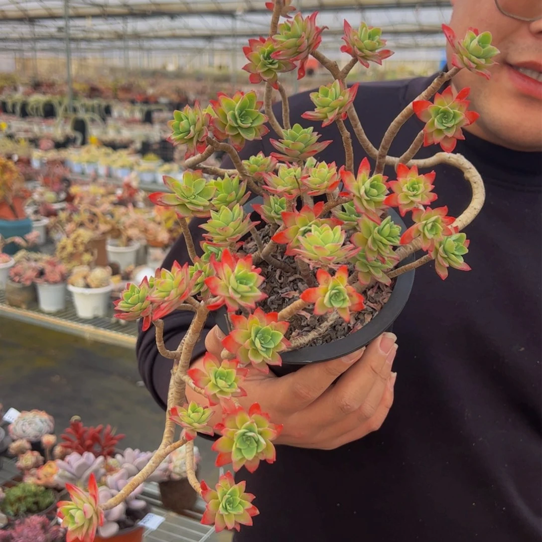 博化妆飘枝多肉植物两盆