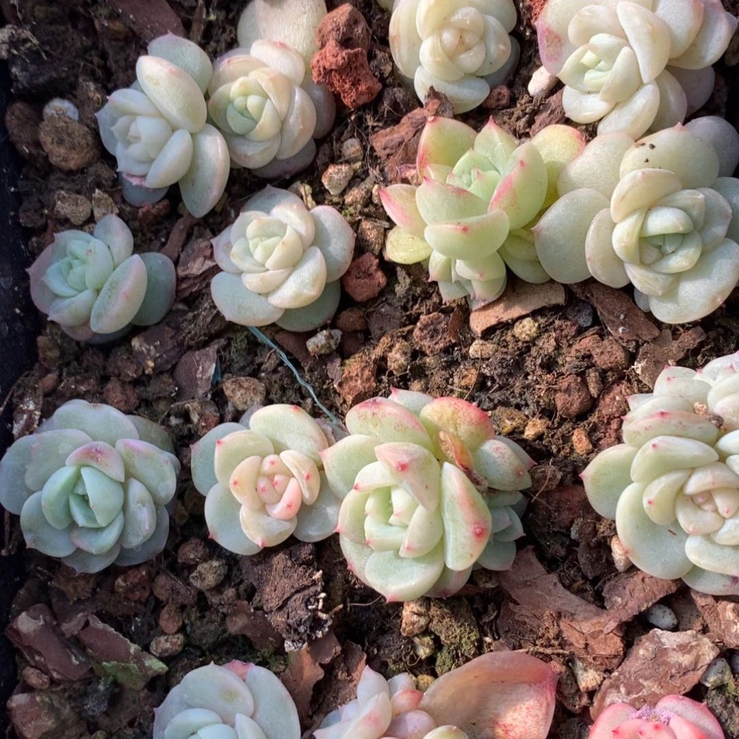 整盒。  珍妮混。  带框发。   35号