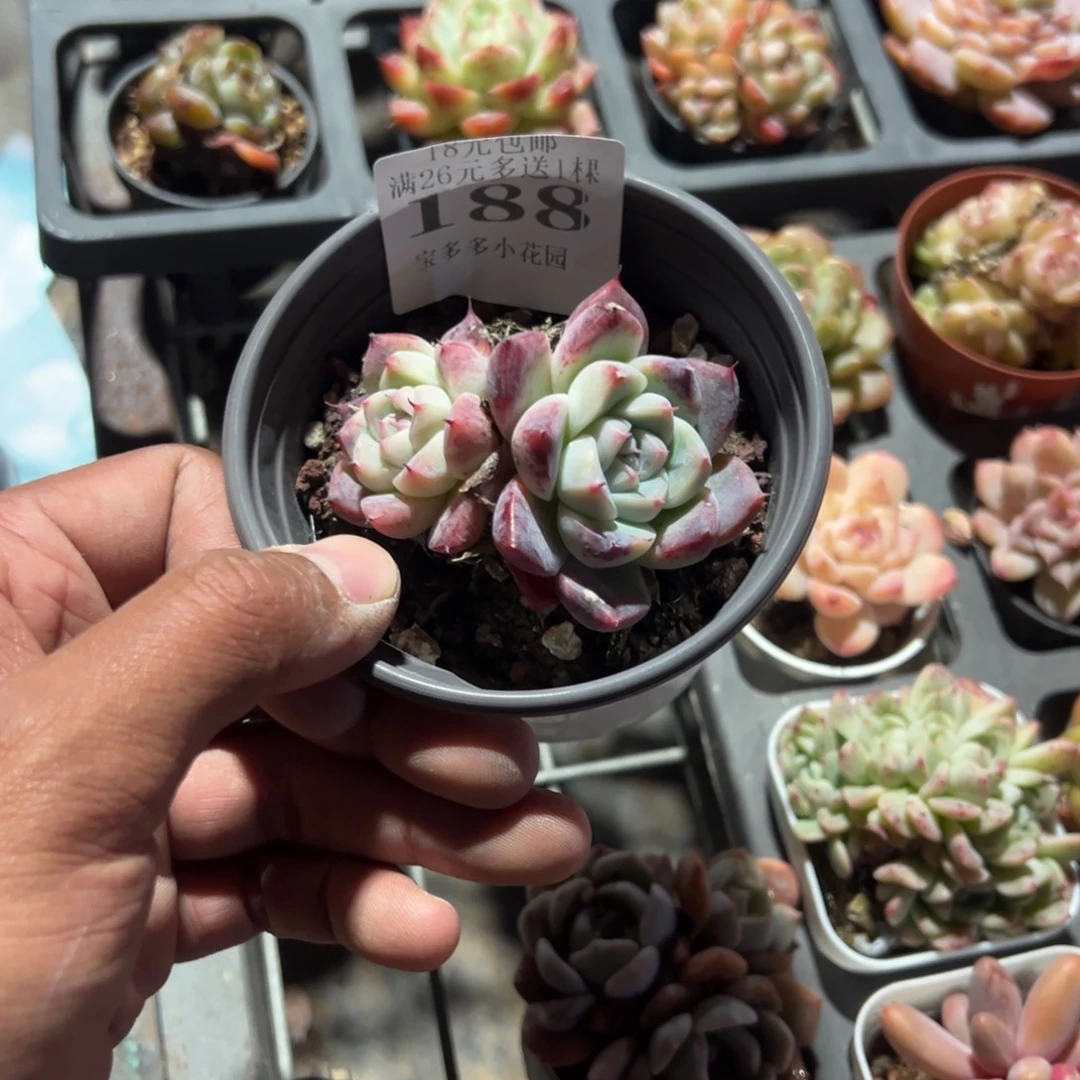 *****188号双头如梦令一物一拍