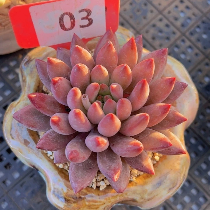 健健康康平平安安