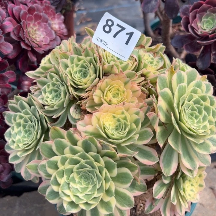 871燕宁20厘米左右